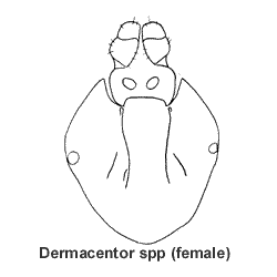 source: Cooley RA (1938, 1946) and Cooley and Kohls (1944a, 1944b, 1945)