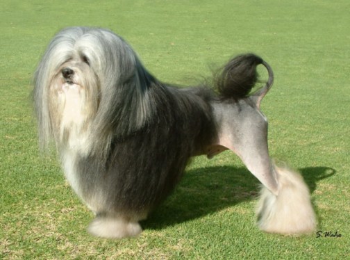 Solo - BEST EXHIBIT IN GROUP - judge Mr N Chan (Singapore) 6th August, 2005